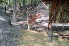 IMG_20250610_101847_1